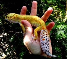 fat fat! tail