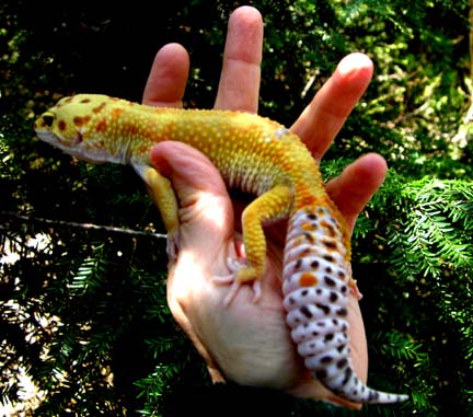 fat fat! tail