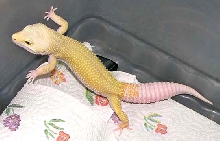 ALBINO