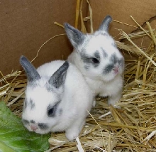 MY BABIES!
