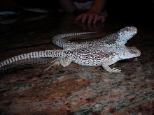 Desert Iguanas
