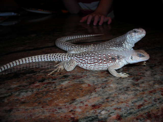 Desert Iguanas