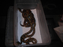 Ball Pythons