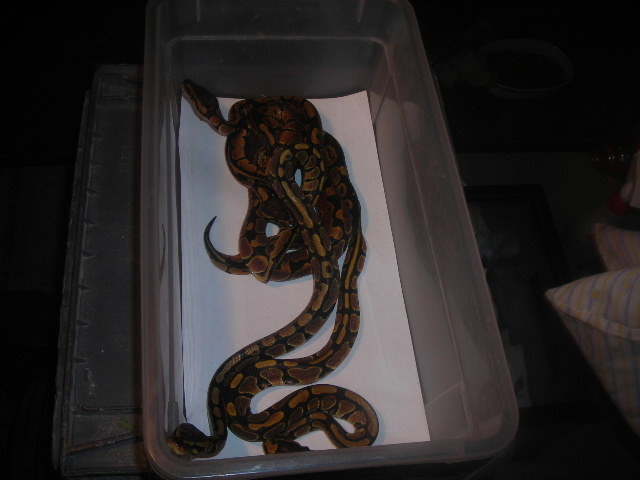 Ball Pythons