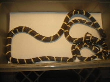 California Kingsnake