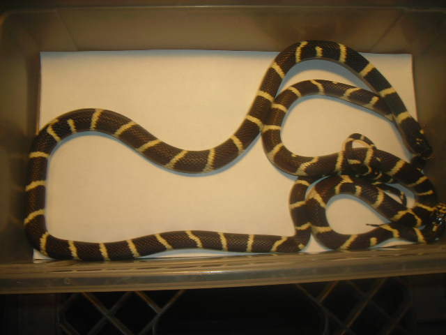California Kingsnake