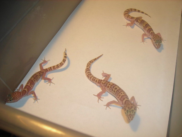 Banded Geckos