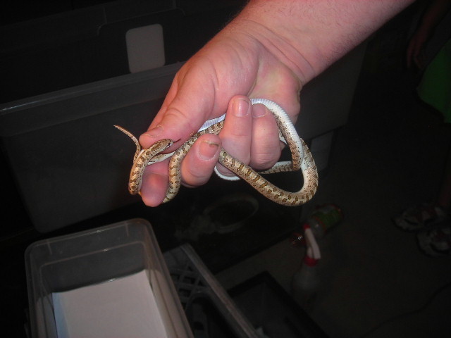 Glossy Snakes