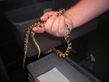 Longnose Snakes