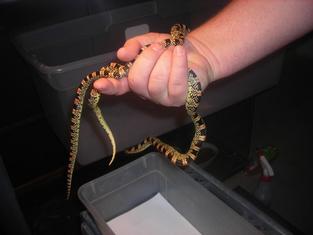 Longnose Snakes