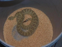 Mojave Green Rattlesnake