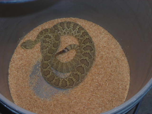 Mojave Green Rattlesnake