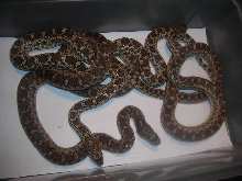 Northern Pacific Gopher Snakes
