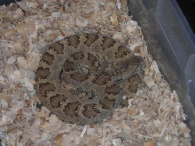 Northern Pacific Rattlesnake