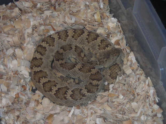 Northern Pacific Rattlesnake