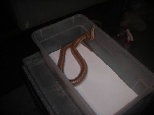 Rosy Boa