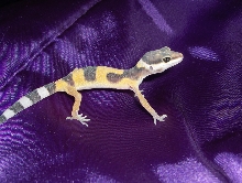 The orangey leo i got from petco