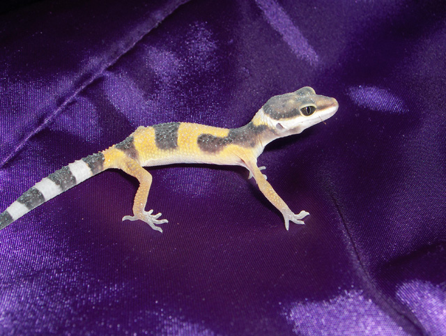 The orangey leo i got from petco