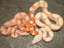 ALBINOS