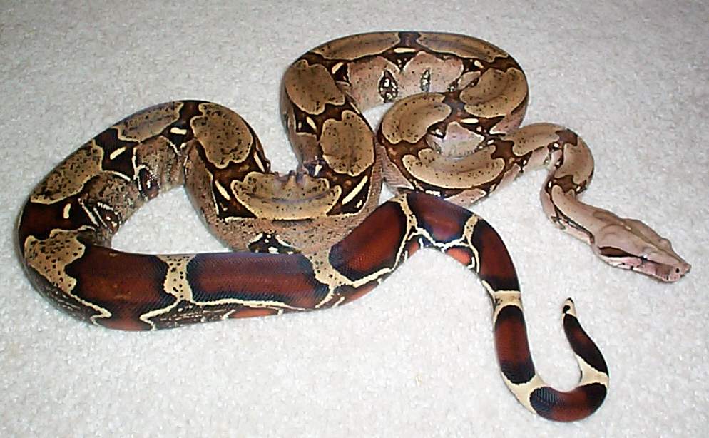 96 Male Suri