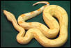 albino arabesque boa