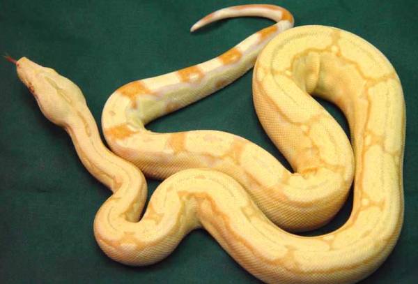 albino arabesque boa
