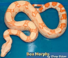 albino boa 18-5-03