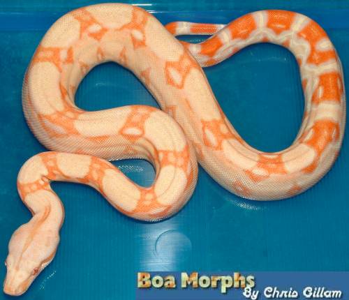 albino boa 18-5-03