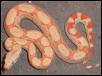 albino boa