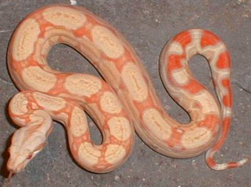 albino boa