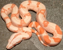 albino boa