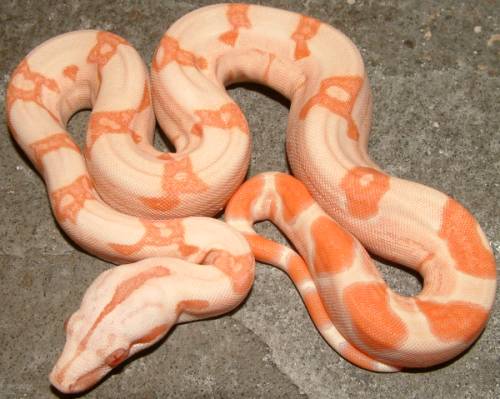albino boa