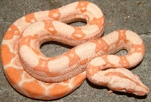 albino boa