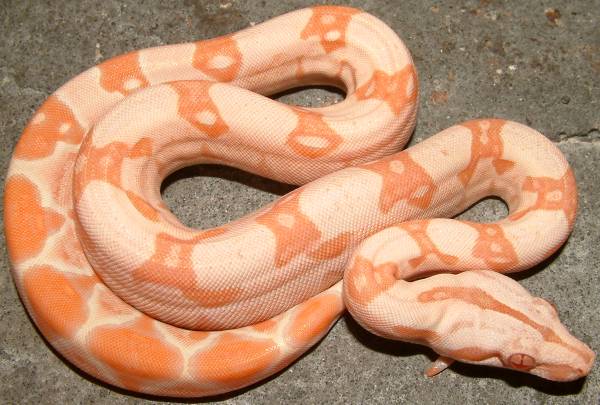 albino boa
