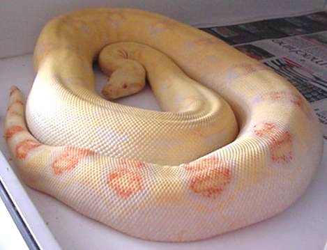 albino boa