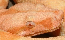 albino