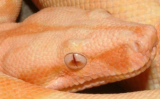 albino