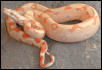 albino het stripe