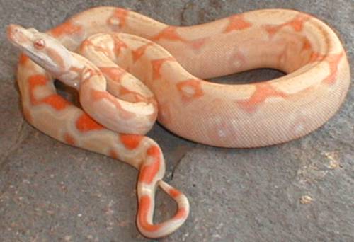 albino het stripe