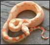 albino