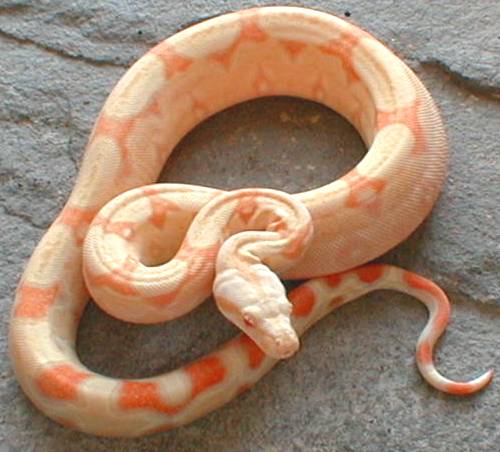 albino