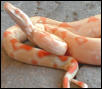 albino