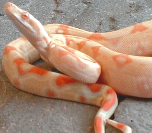 albino