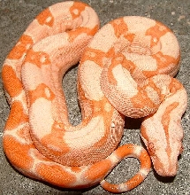 albino