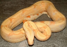 albino het stripe