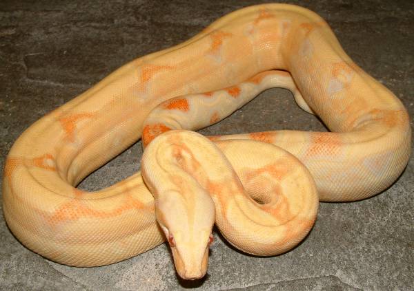 albino het stripe