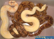 albino, jungle   dbl het sunglow