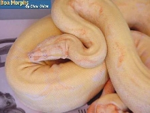 albino male
