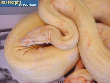 albino male
