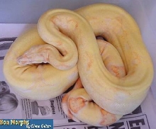 albino male